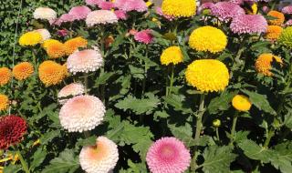 小榄菊花展 小榄菊花展